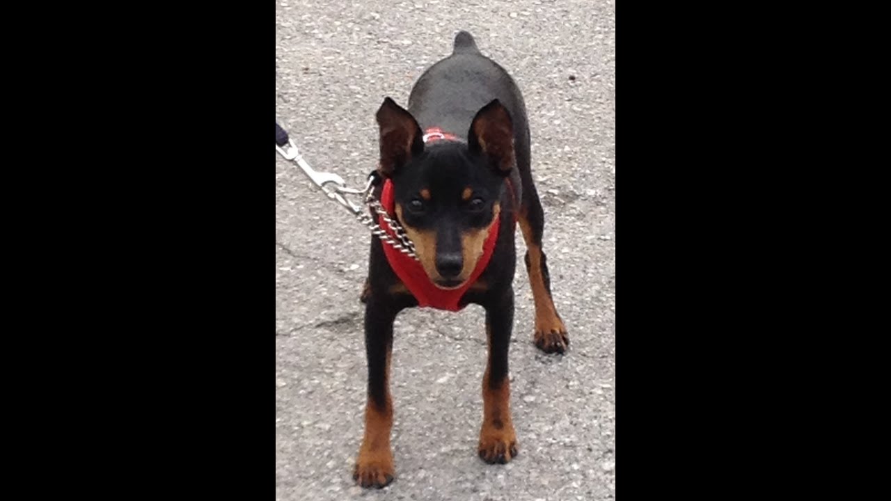 Teaching a Feisty #minpin to Walk with Confidence | Bark Busters Fort Myers