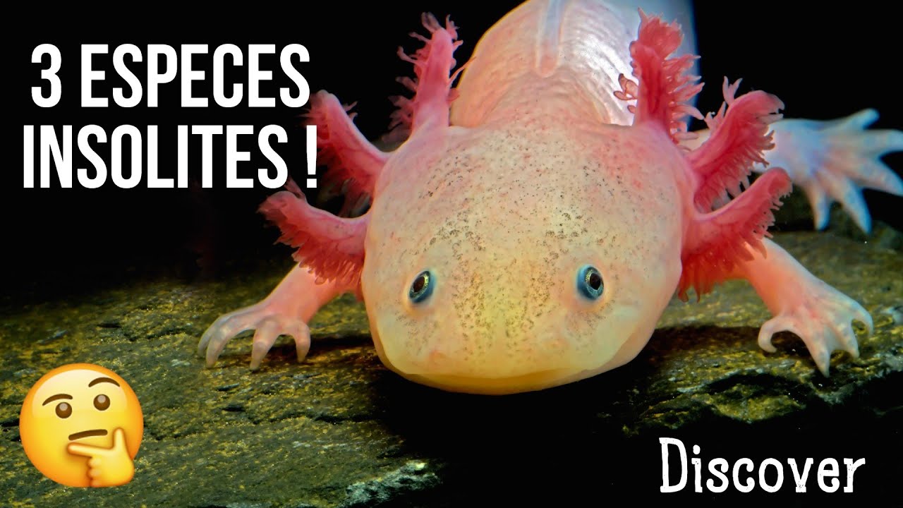 3 ANIMAUX ETRANGES ET FASCINANTS ! - Discover spécial Halloween