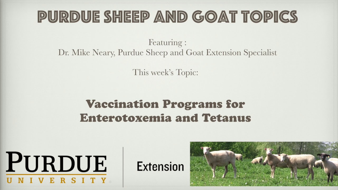 Vaccination Programs for Enterotoxemia and Tetanus