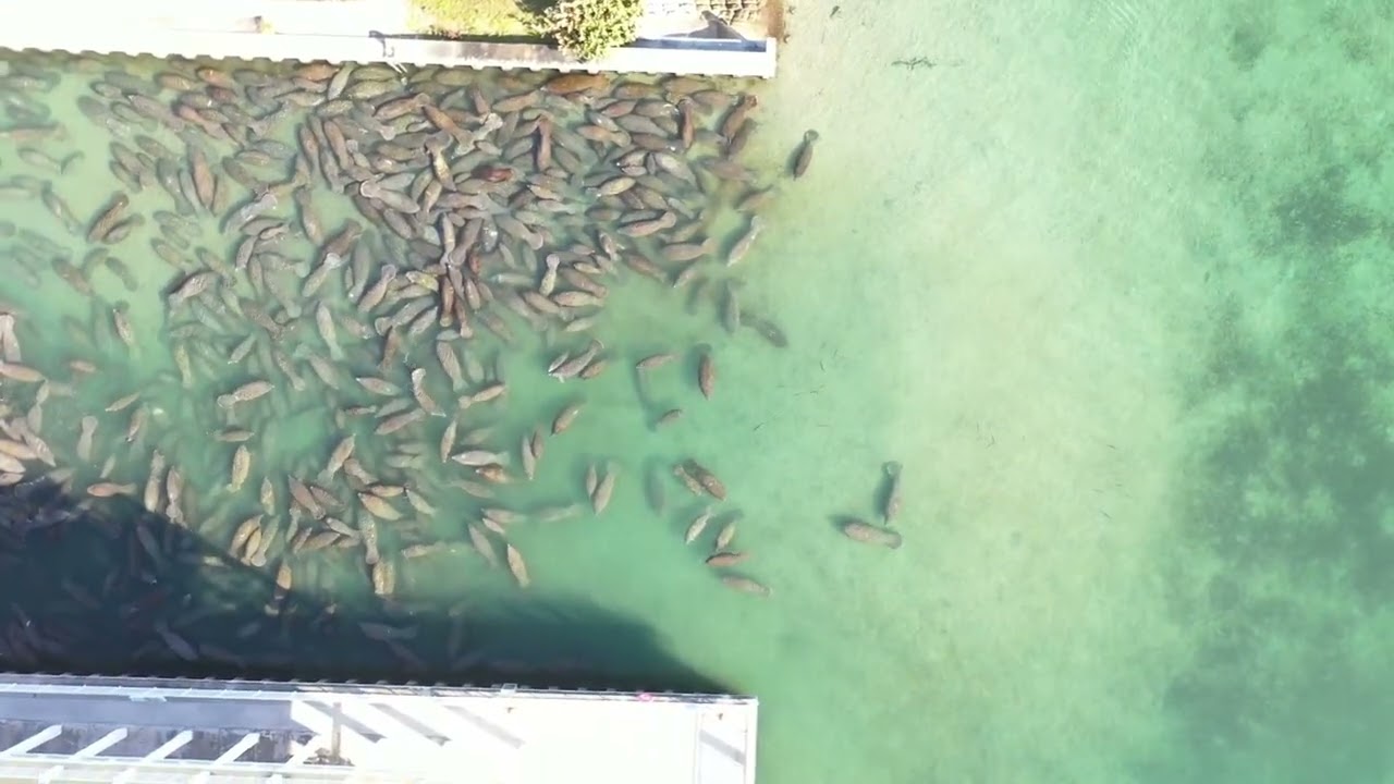 Riviera Beach Manatees 2026