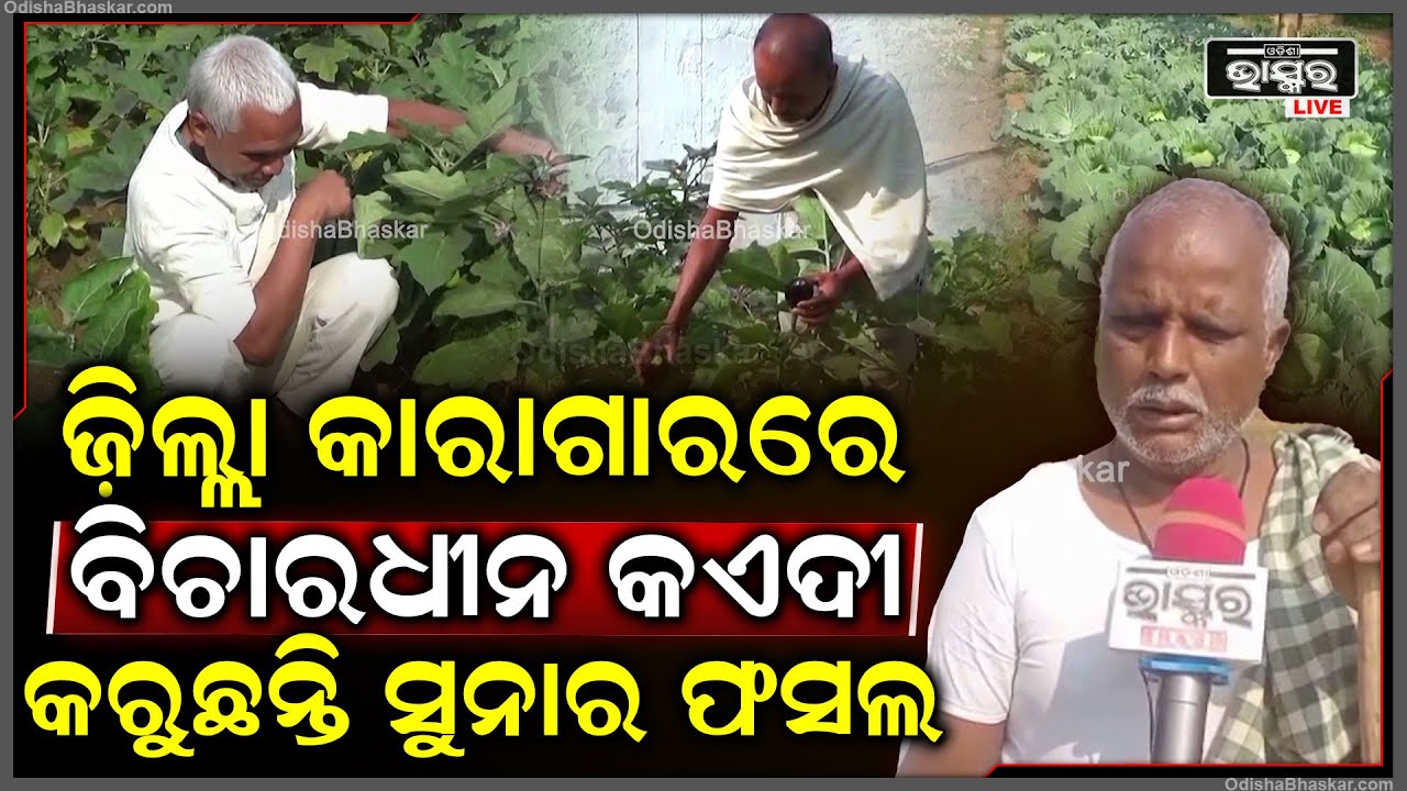 ବିଚାରଧୀନ କଏଦୀ କାରାଗାରରେ ରହି ସୁନାର ଫସଲ କରି ତାଙ୍କ ମାମଲା ଖର୍ଚ୍ଚ ଓ ଘର ଖର୍ଚ୍ଚରେ ଉଠାଉଛନ୍ତି