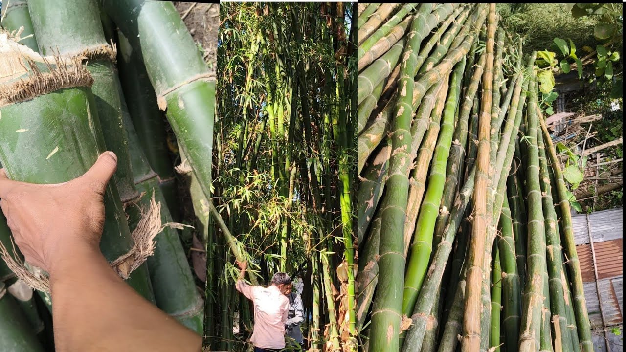 Bamboo Harvesting 