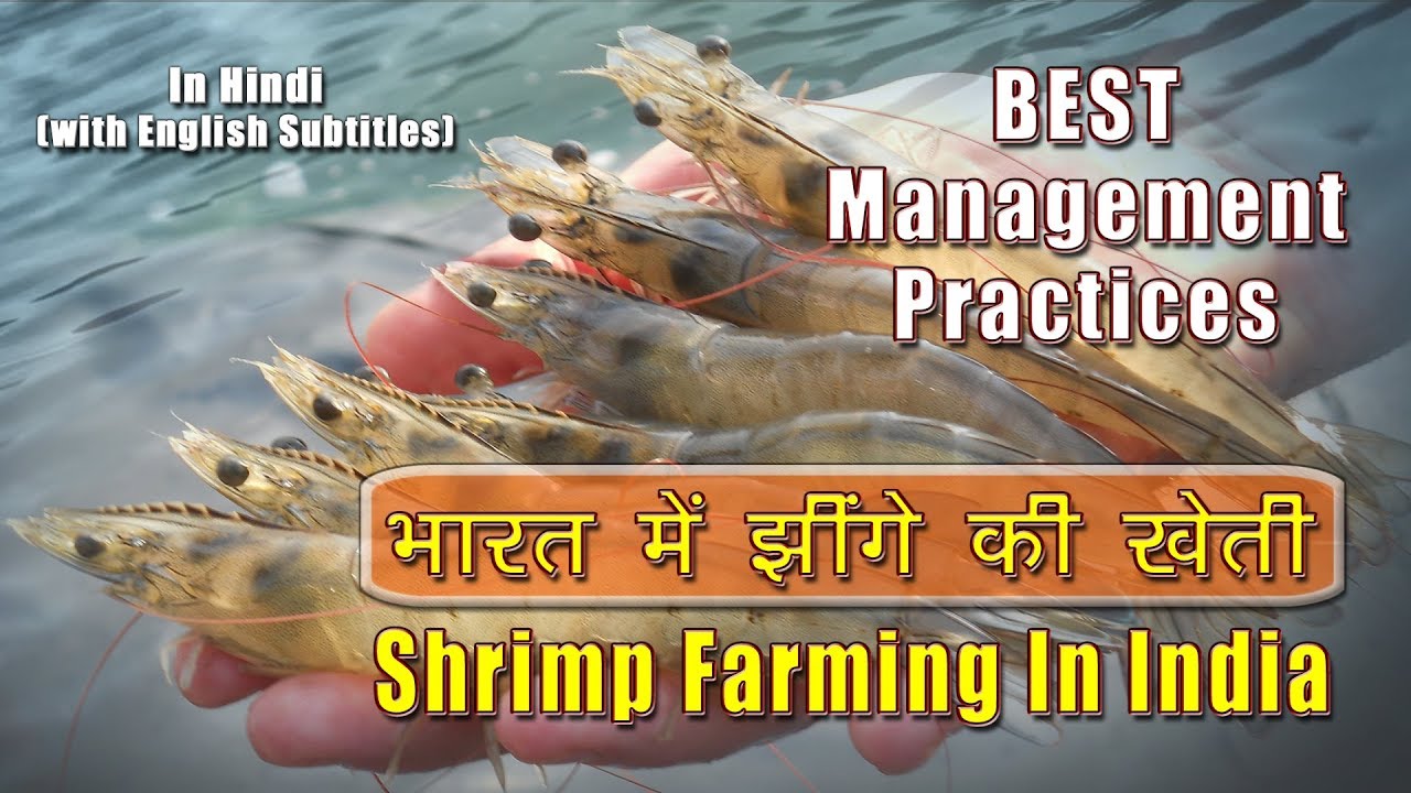 Sustaining the Aquaculture : Vannamei Shrimps Farming  | झींगे की खेती | Nuteq Entertainment