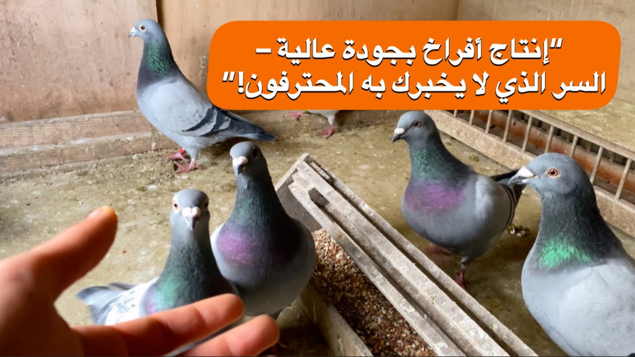 “سر إنتاج أفراخ مميزة بجودة عالية – اكتشف الطريقة المثالية!” لوفت النخبة