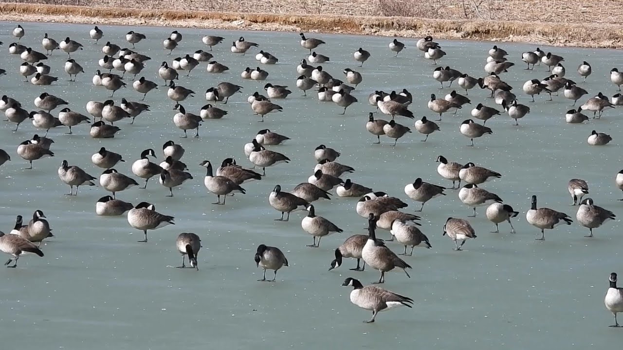 On Frozen Pond:  Canada Geese on a Winter's Day