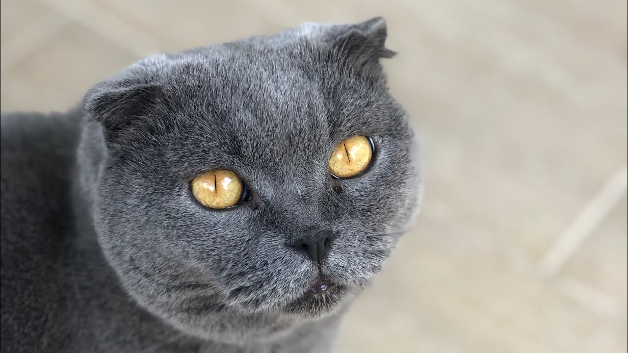 Scottish Fold /Sokak kedisi ile  /Sonuç /Ne oldu? / Ebru Kurtoğlu