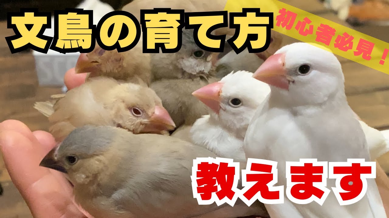 【初心者必見】文鳥の雛の育て方