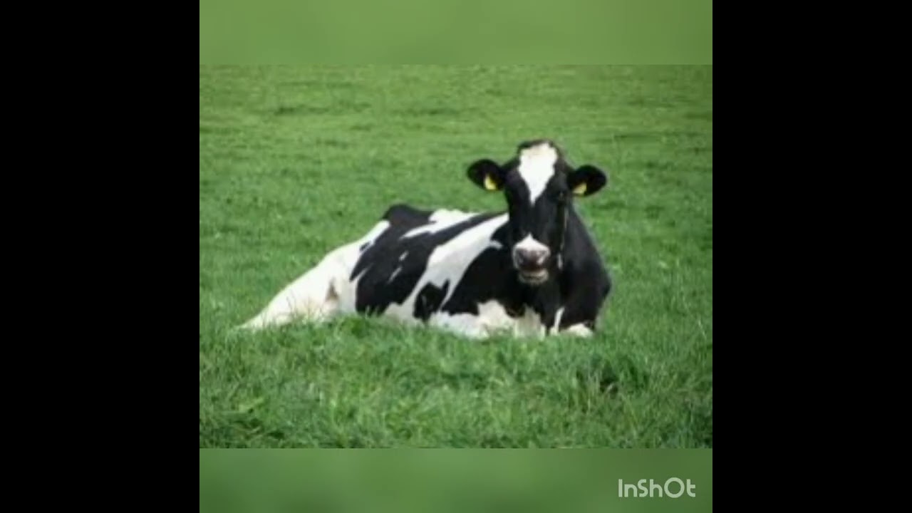 Come fa la mucca?