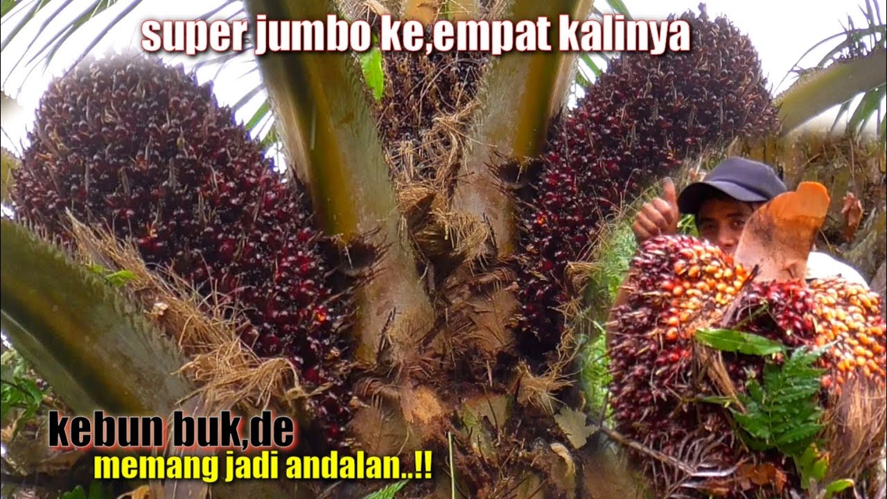 SUPER JUMBO..😱!! JARANG DI TEMUKAN BUAH SAWIT SEBESAR INI || KETAJAMAN SELALU JADI ANDALAN