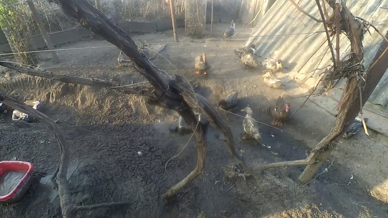 Качки ГОЛУБИЙ ФАВОРИТ, чи вигідно вирощувати.?? ПТАХІВНИЦТВО.