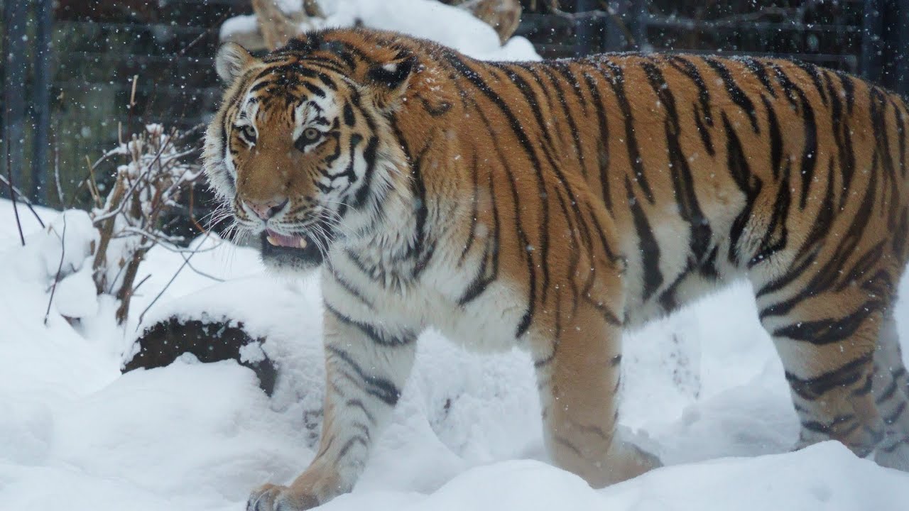 トートが遊ぶのにちょうどいい雪でした（円山動物園　アムールトラのトート）#Amurtiger #tiger #bigcat
