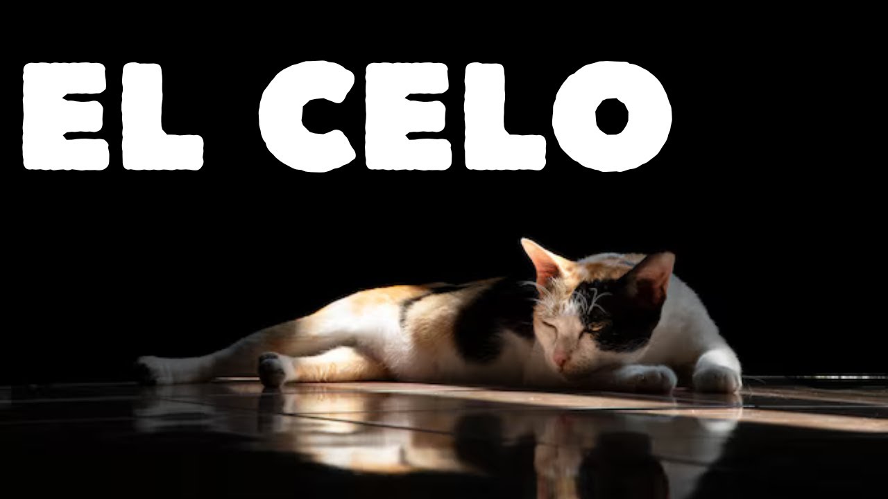 😼 ¿Tu gata maúlla sin parar? Puede estar en CELO 🔥🐾