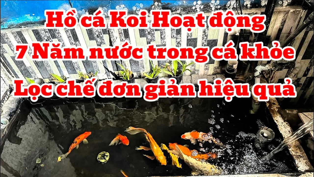 Hồ Cá Koi Hoạt Động 7 Năm Bằng Lọc Chế Khá Ổn - Nước Siêu Trong Cá Khỏe Và Dạng Người.
