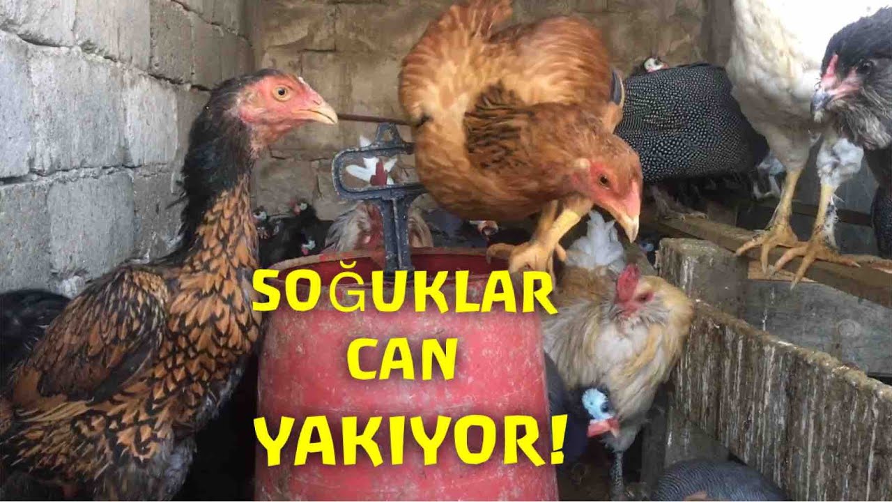 TAVUKLAR EKSİ KAÇ DERECEYE KADAR DAYANIR?(YABAN HAYAT ENSEMİZDE)#tavuklardadayanıklılıktesti