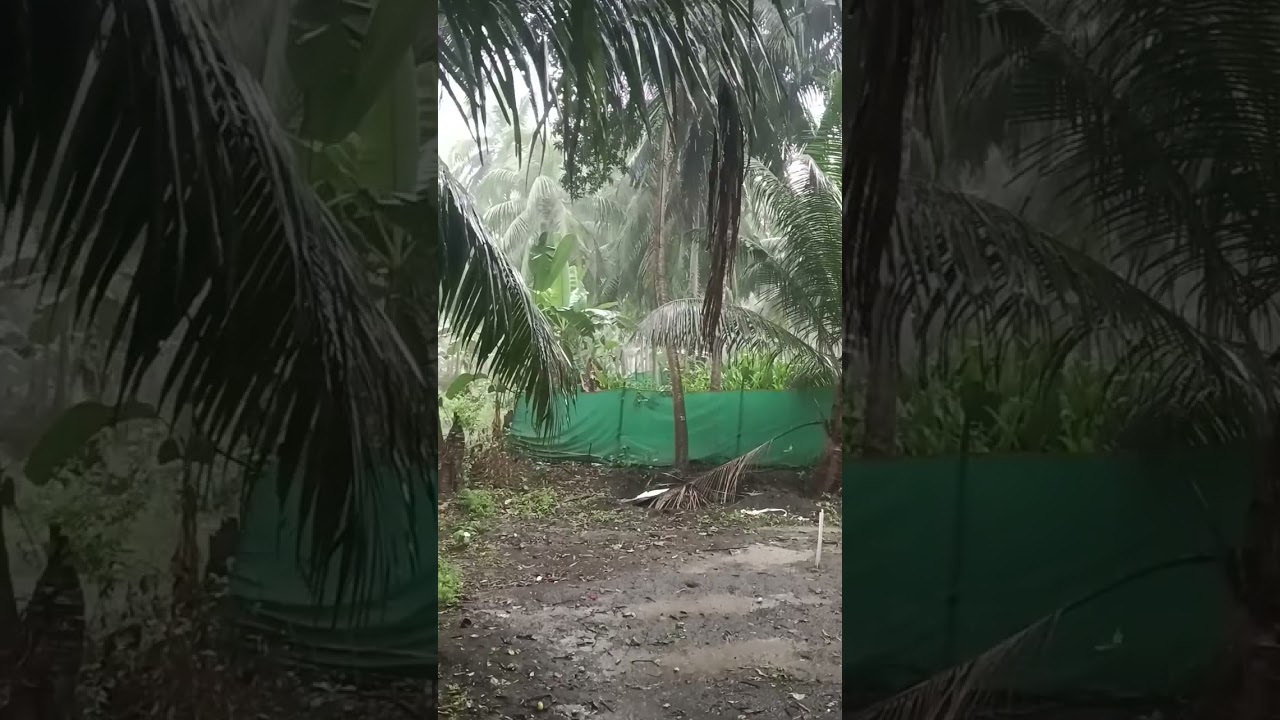 #konaseema cool rain in hot summer #rain #summer #morning #cool #sunday