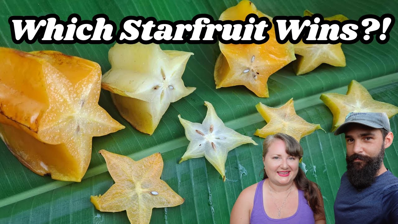 Tasting 4 Varieties of Starfruit : Arkin, Kari, Bell, Fwang Tung | Which one is Best?