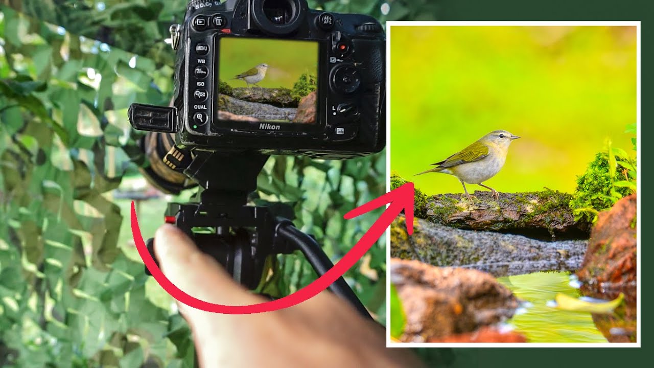 FOTOGRAFÍA DE AVES | Truco para atraerlas y lograr fotos impresionantes
