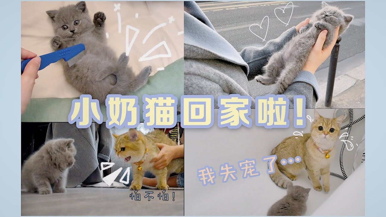 英短小奶猫萌翻全家❤️一向温柔的金渐层葱葱第一次发脾气打人？！给小猫抓虱子洗澡去医院~快来云吸猫！