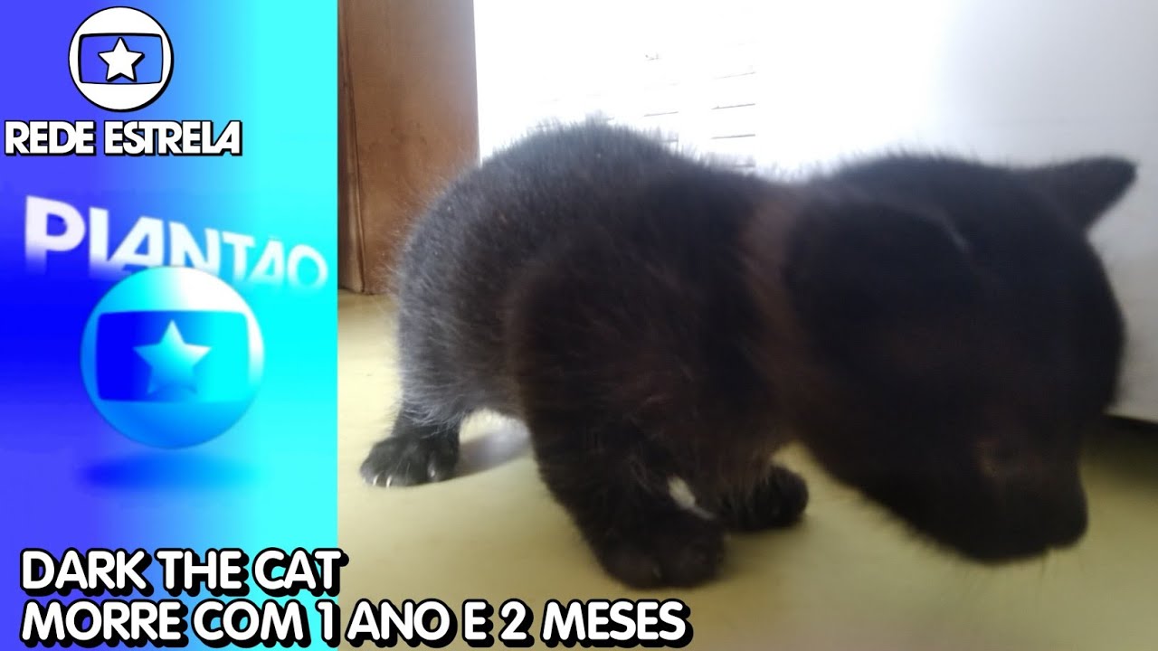 Plantão da Rede Estrela #26. Dark The Cat morreu com 1 ano e 2 meses. #darkvive