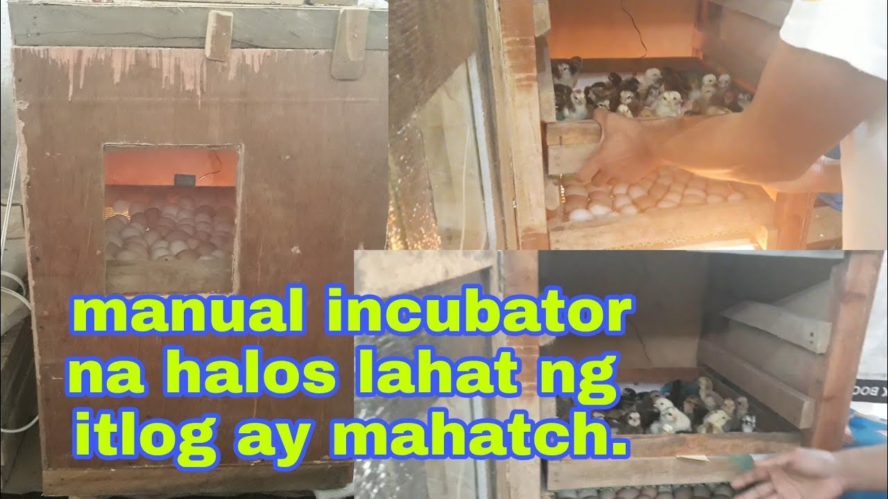 PARAAN PARA MARAMI ANG MA HATCH SA MANUAL INCUBATOR.