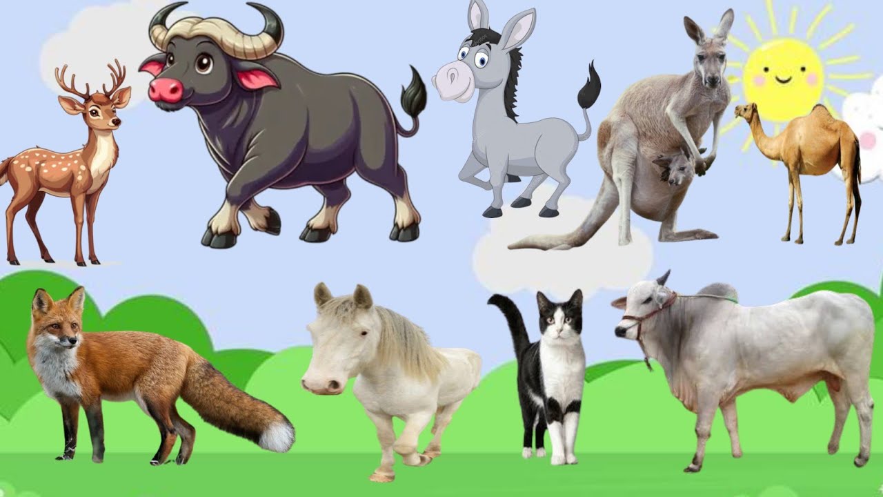 Animal name | wild animals name  in Hindi and English with picture | जंगली जानवरों के नाम