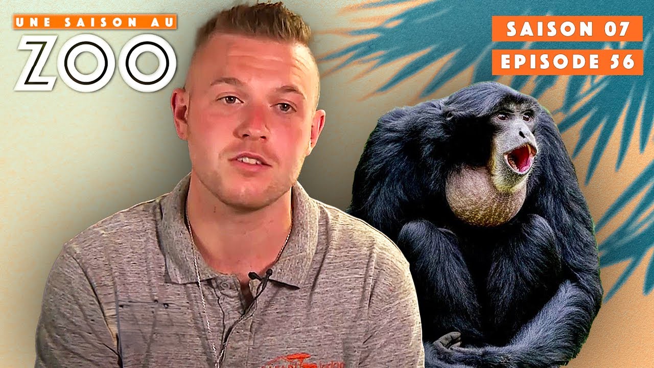 Les Premiers Chants des Siamangs ! | S07EP56 | Émission intégrale | Une saison au zoo