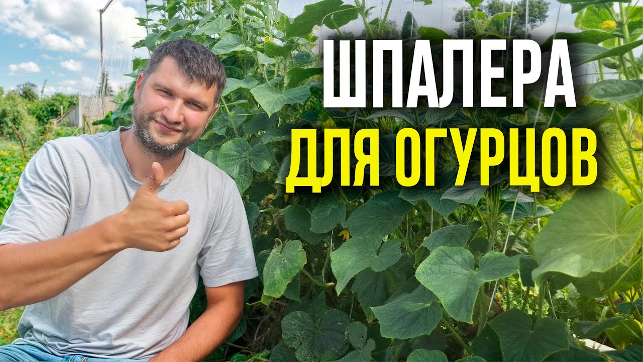 ШПАЛЕРА ДЛЯ ОГУРЦОВ ЗА ЧАС! Надёжная шпалера своими руками из трубы