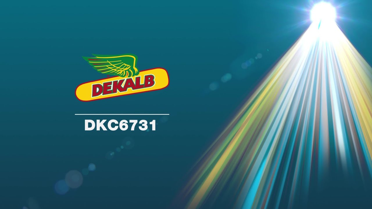 DKC6731- L' ibrido flessibile e adattabile per i produttori di mais ad attitudine zootecnica