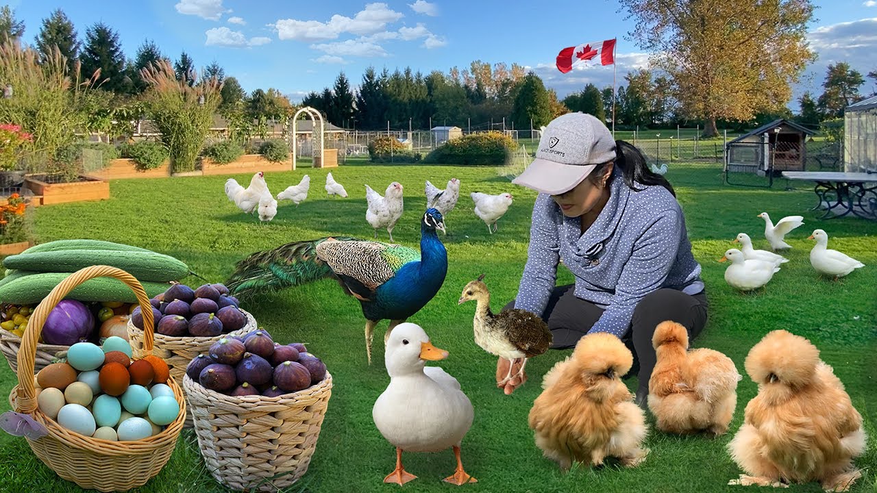 Life in the Countryside 🌿 Organic Gardens, Cozy Home Cooking & Peaceful Moments with My Animals