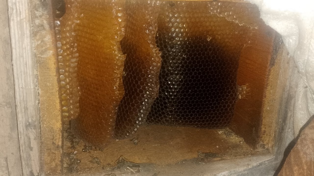 عسل 🍯طبعن انتم العسل ربي يسعدتكم مباشر لان #sorts 