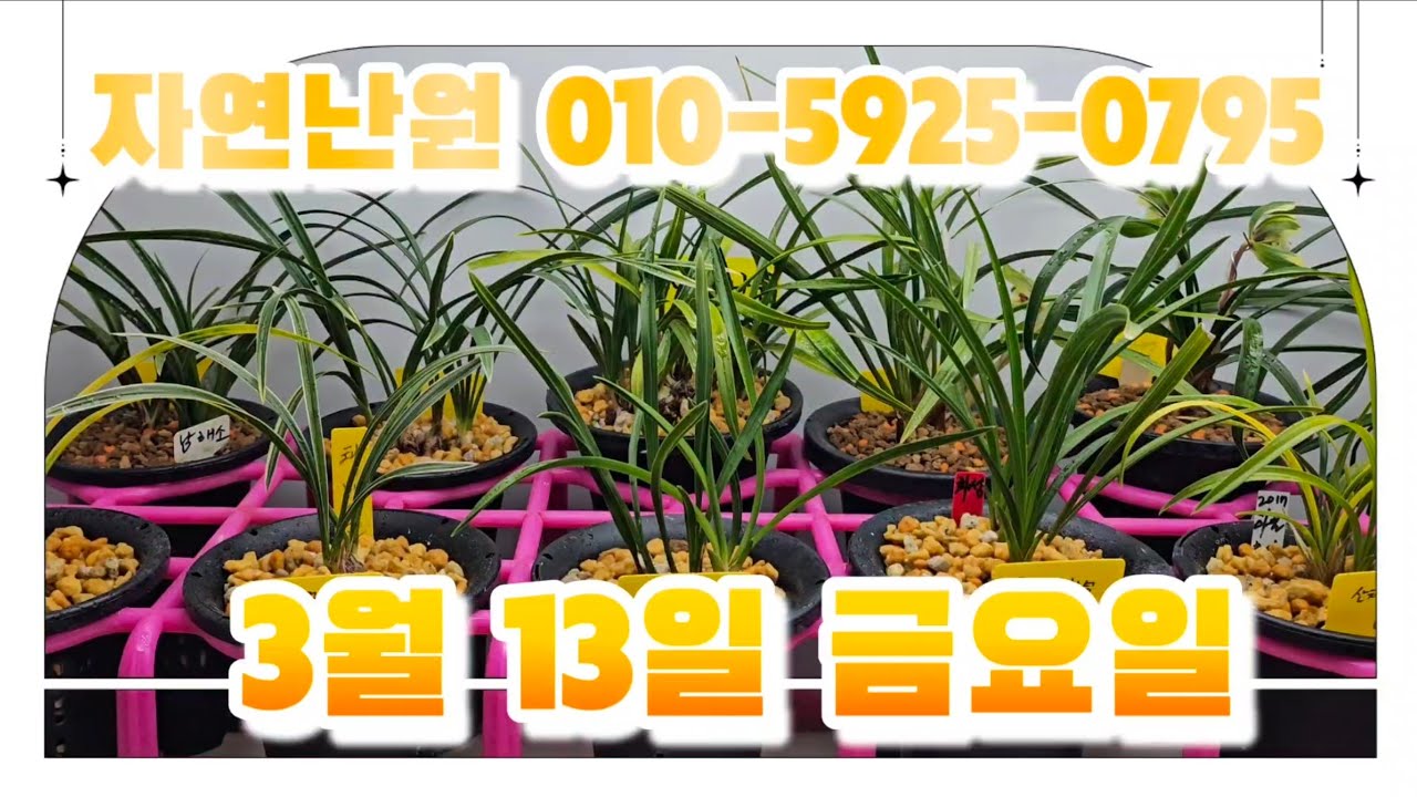 [3월 13일] 극황서반, 태백관, 두화목, 화성, 서반, 남해소, 복륜, 돈암소, 산반호화, 선덕여왕, 색소심, 소심, 산반녹호 총 13개체입니다♡