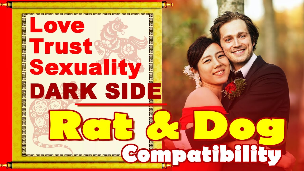 Rat and Dog Compatibility in Love, Life, Trust, and Intimacy | Rat Dog Chinese Zodiac Compatibility