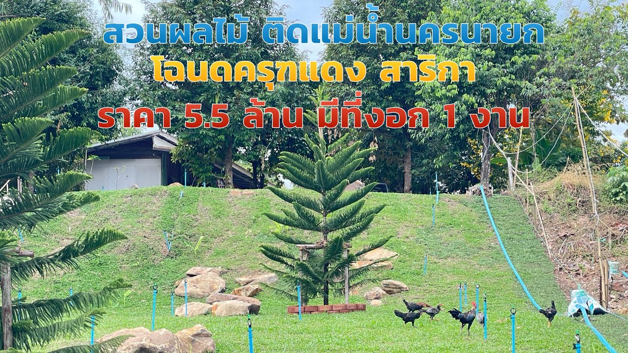 สวนผลไม้ติดแม่น้ำนครนายก EP.2021 วิวเขา ติดคอนกรีต ราคา5.5 ล้าน 299 ตรว มีที่งอก1งาน สาริกา นครนายก