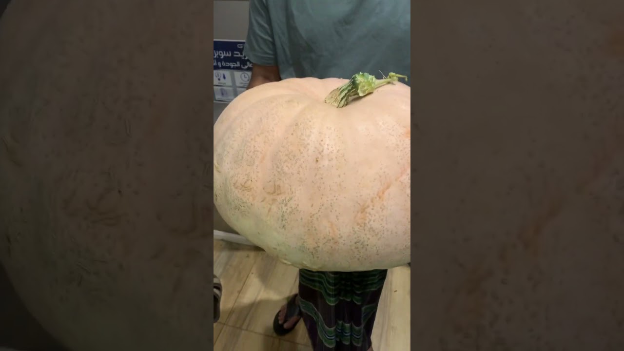 Masha Allah big pumpkin 12 kg weight 🎃❤️❤️
