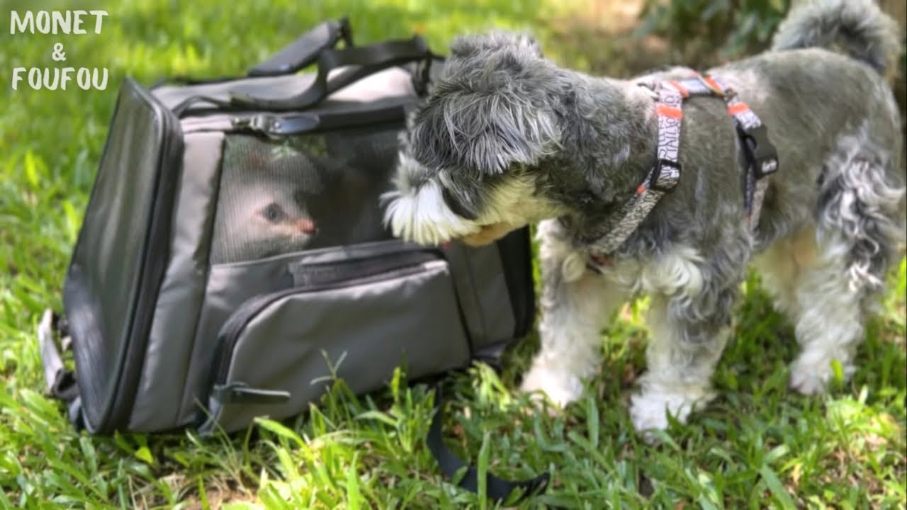 「こわいよ…」初めての外に戸惑う猫、姉犬がとった行動に涙
