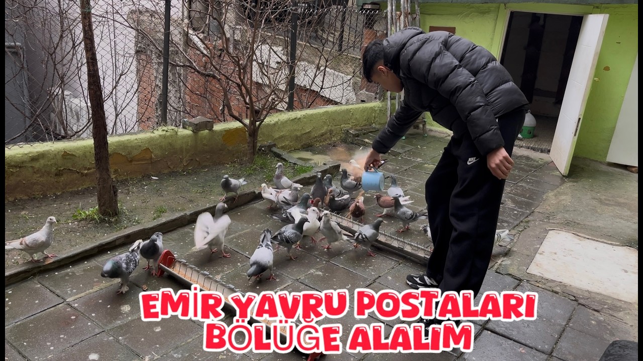 EMİR ŞEKERİ VE ALACA YAVRULARI BÖLÜĞE ALALIM ( AMCA YAZIKTIR BU YAVRULARI UÇURMA )
