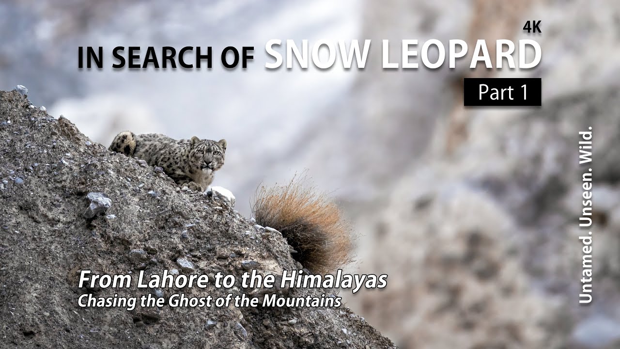 In Search of Snow Leopard Part 1 | Himalayan Wildlife Expedition | Khyber Gojal, Hunza #snowleopard