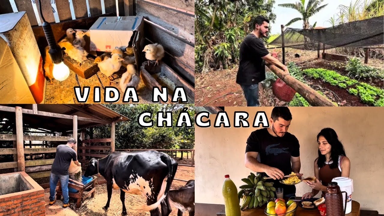 Da pra Viver numa Chácara?  Horta + Galinheiro + Vaca Leiteira + Café da Manhã