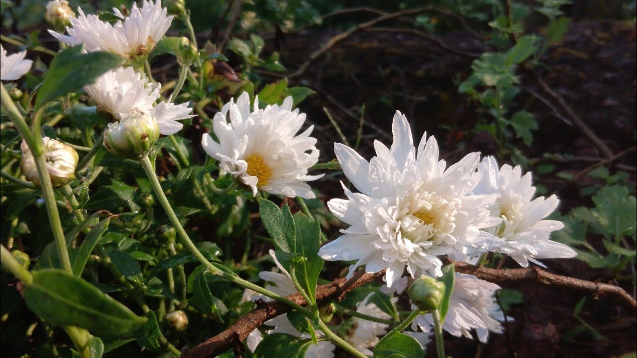 In a cool morning the flowers which are the decoration of nature get fresh our mind 🤌💗😊