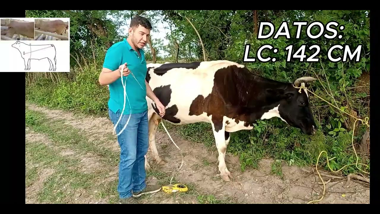 Pesaje Indirecto de un bovino Esdras Castellanos