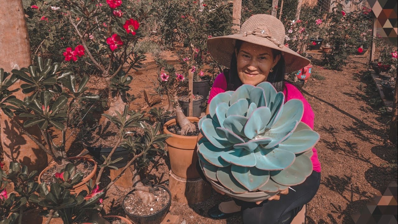 Dicas de cultivo da Gila e rosas do deserto + surpresa 🥰😍