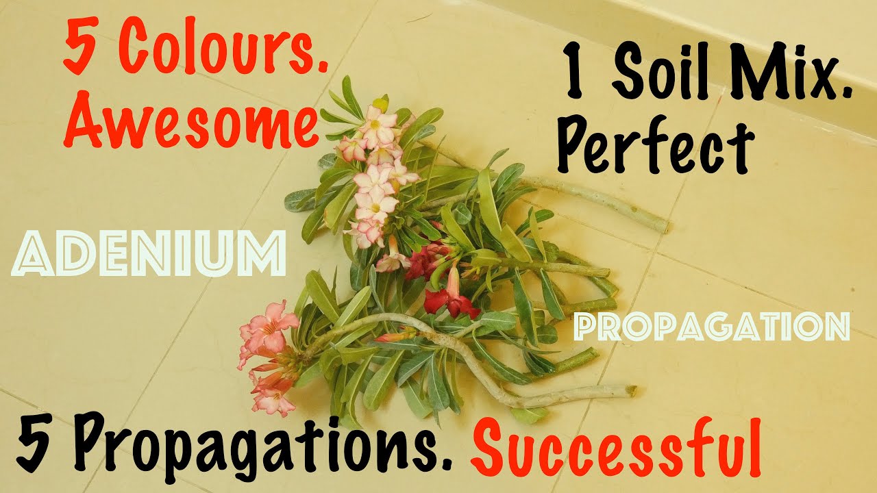 The Perfect Soil Mix For Adenium Cuttings | And Every Other Propagation Detail From Start To Finish