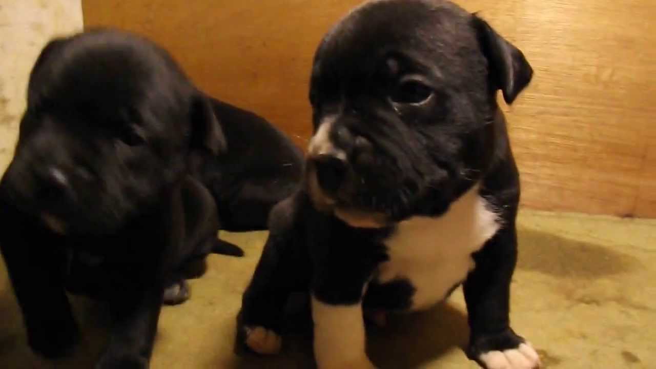 chiots Staffordshire Bull Terrier ( staffie) du Domaine de Flora