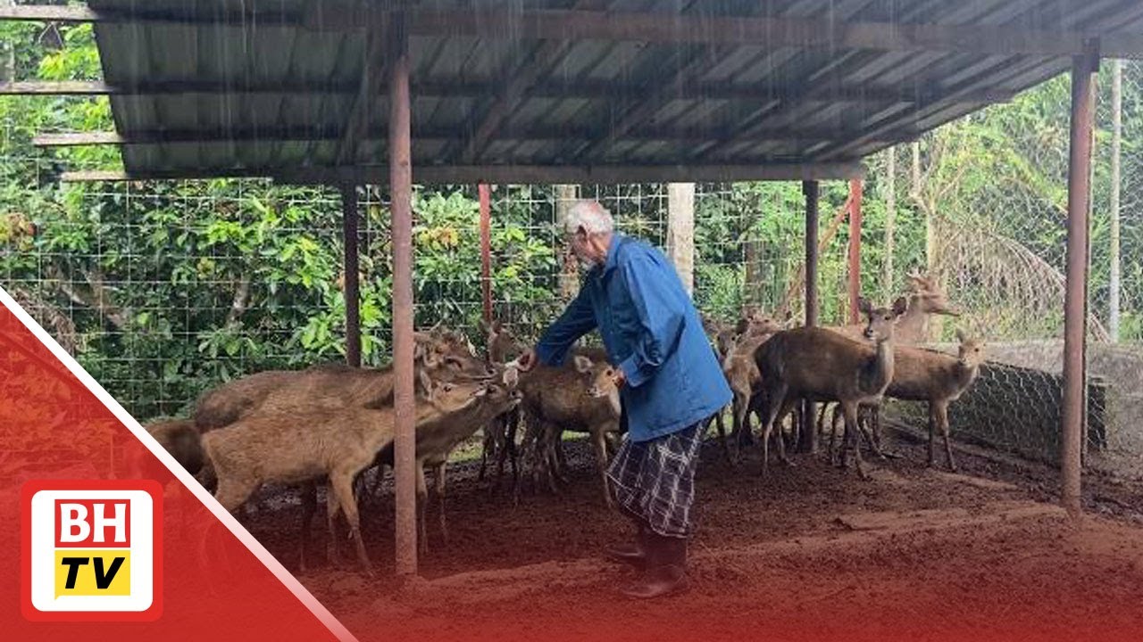 Ternak rusa sebagai hobi kini jadi sumber pendapatan