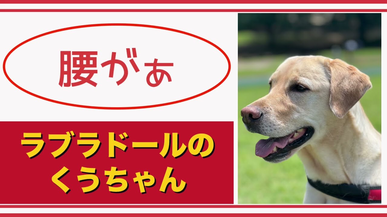 【#ラブラドール  】腰がぁ【#labrador labrador 】