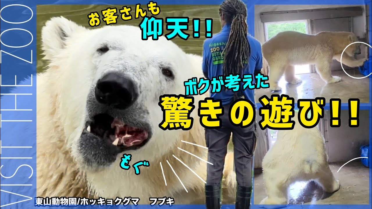 フブキが夢中な【新たな遊び】にお客さん大興奮！飼育員さんお肉ありがと! ! #東山動物園 #ホッキョクグマ #フブキ