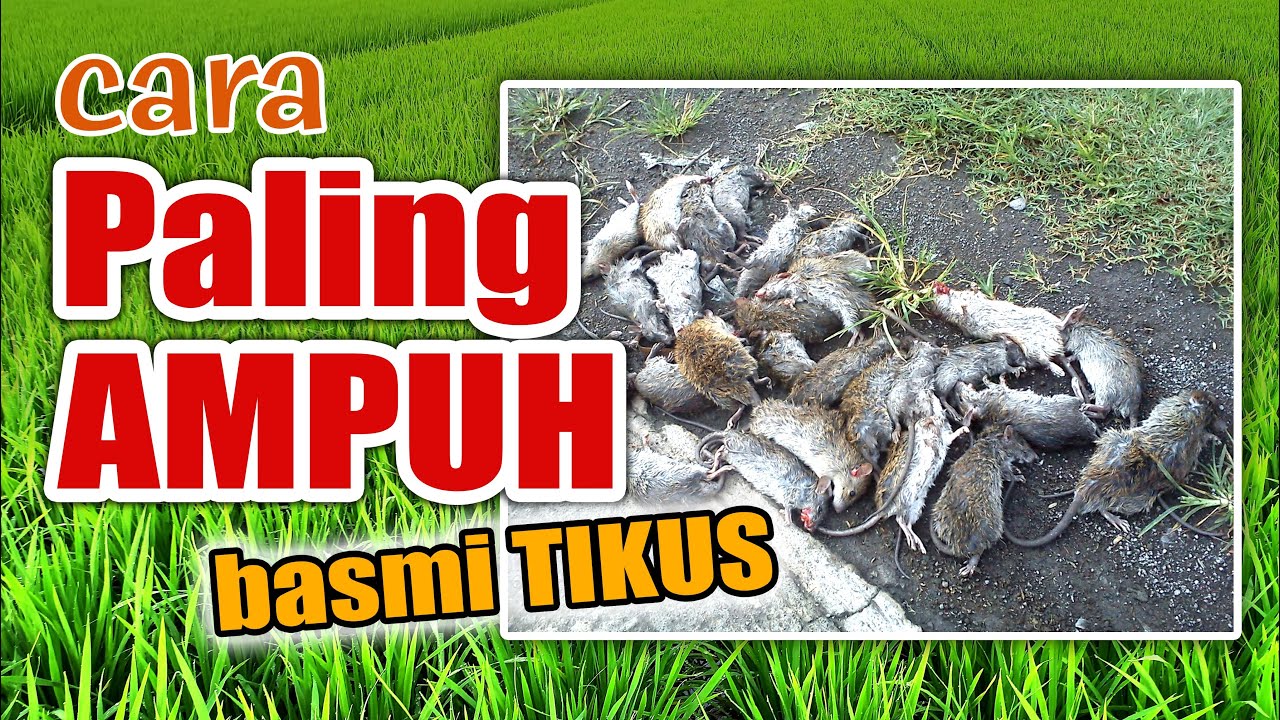 Cara Paling Ampuh Basmi Tikus Sawah