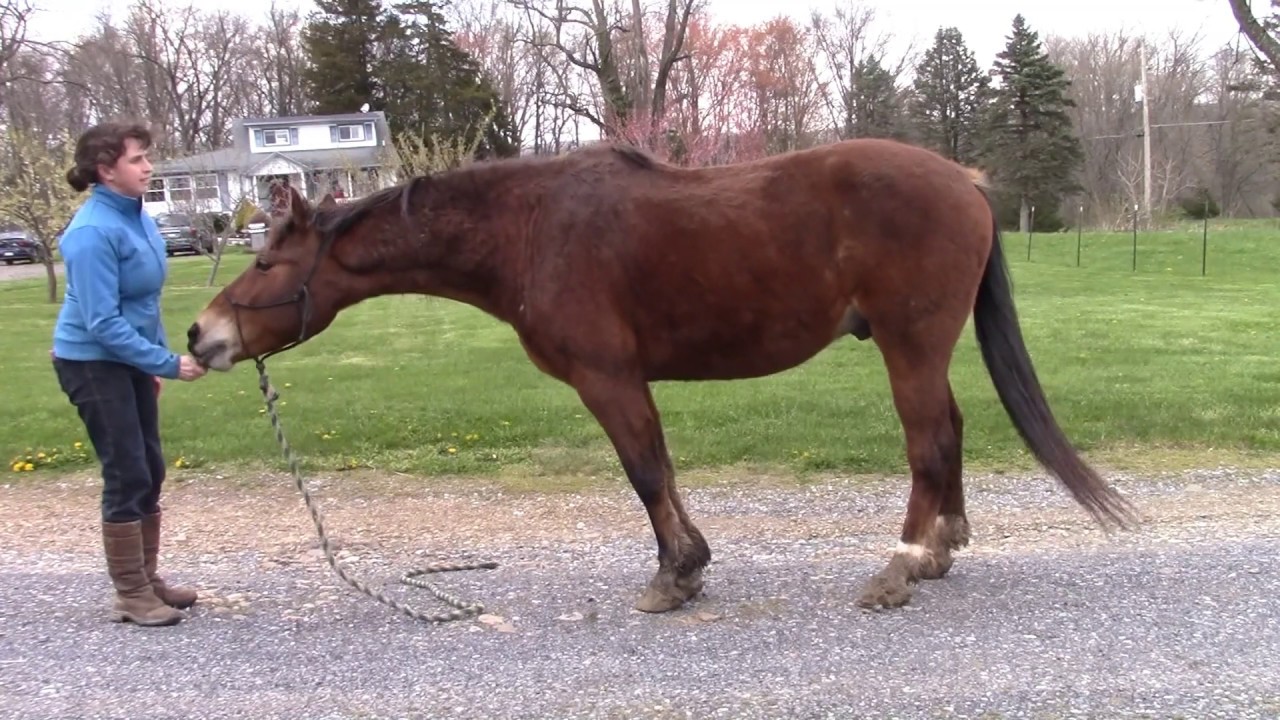 Lifting the Horse's Back
