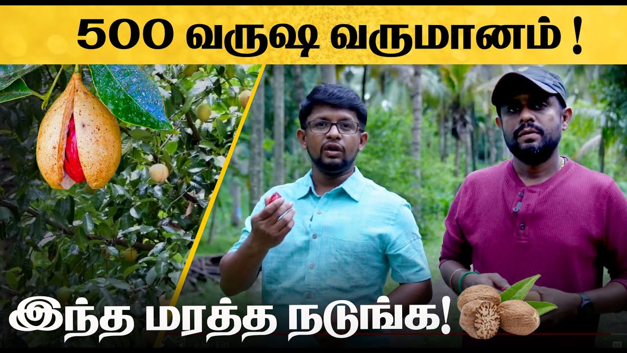 ITக்கு இணையான வருமானம் ஜாதிக்காயில இருக்கு!