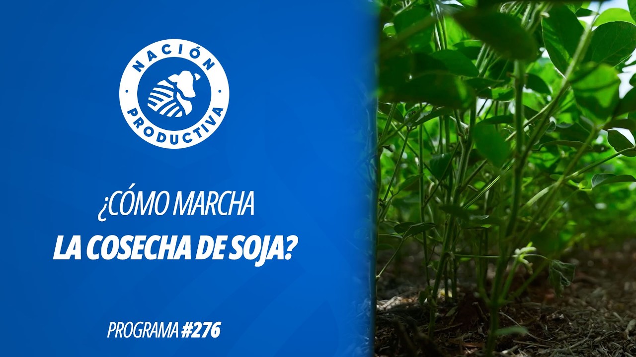 ¿Cómo marcha la cosecha de soja?  | NP #276